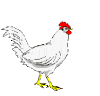 Chicken HQ Image Free Clipart