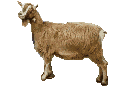Goat Free Clipart HQ Clipart