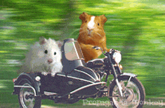 Guinea Pig Free Download GIF HQ Clipart