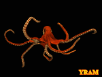 Octopus Free Transparent Image HD Clipart