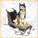 Husky GIF Free Photo GIF Image