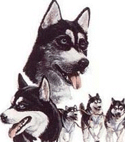 Husky Free Download Image GIF Image