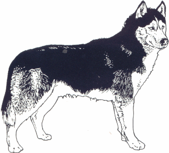 Husky Download HQ GIF Image