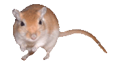 Mouse Free Photo GIF Image
