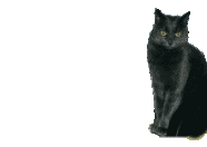 Mouse Download HD GIF Image