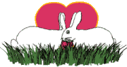 Rabbit Free HD Image GIF Image